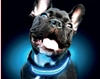 Picture of FREEDOG LED COLLAR